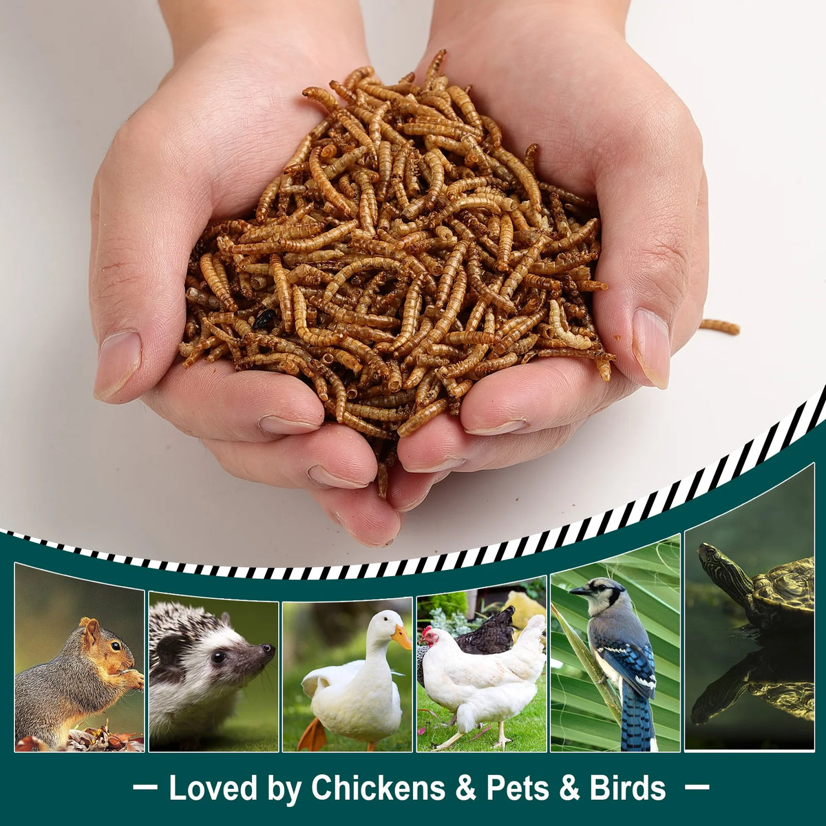11LB Non-GMO Dried Mealworms M33272