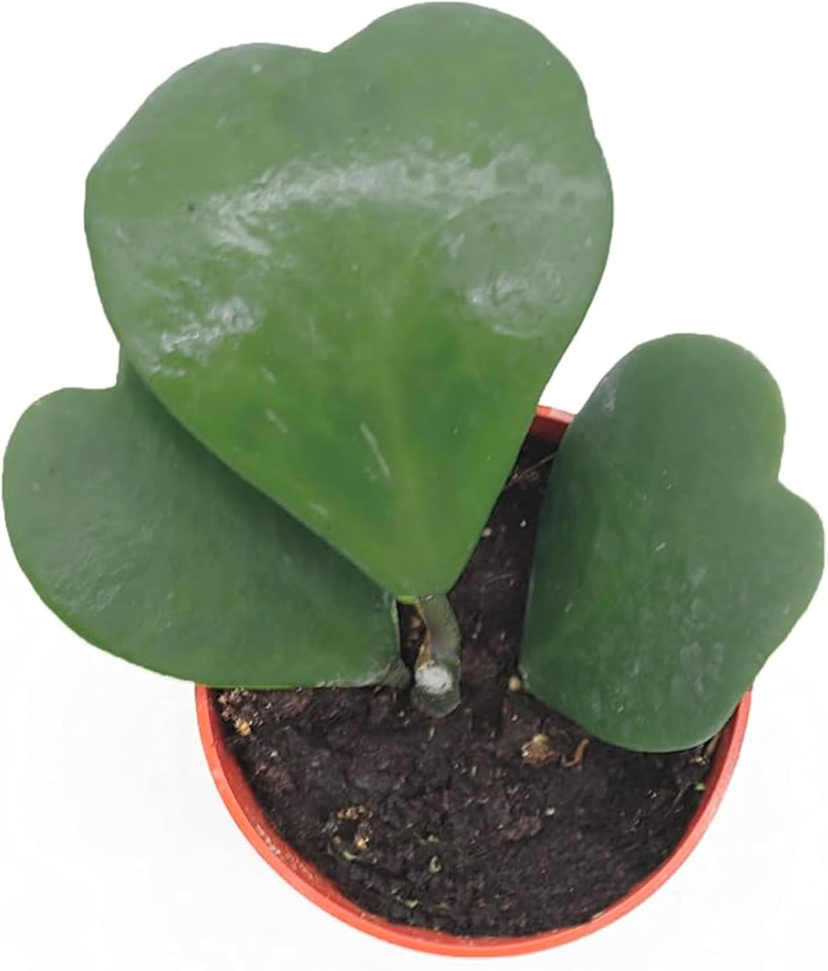 4" Pot Hoya Kerrii Z376268