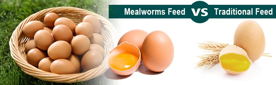11LB Non-GMO Dried Mealworms M33272